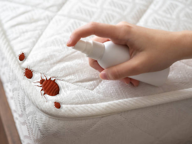 Emergency Pest Control Services in Key Biscayne, FL